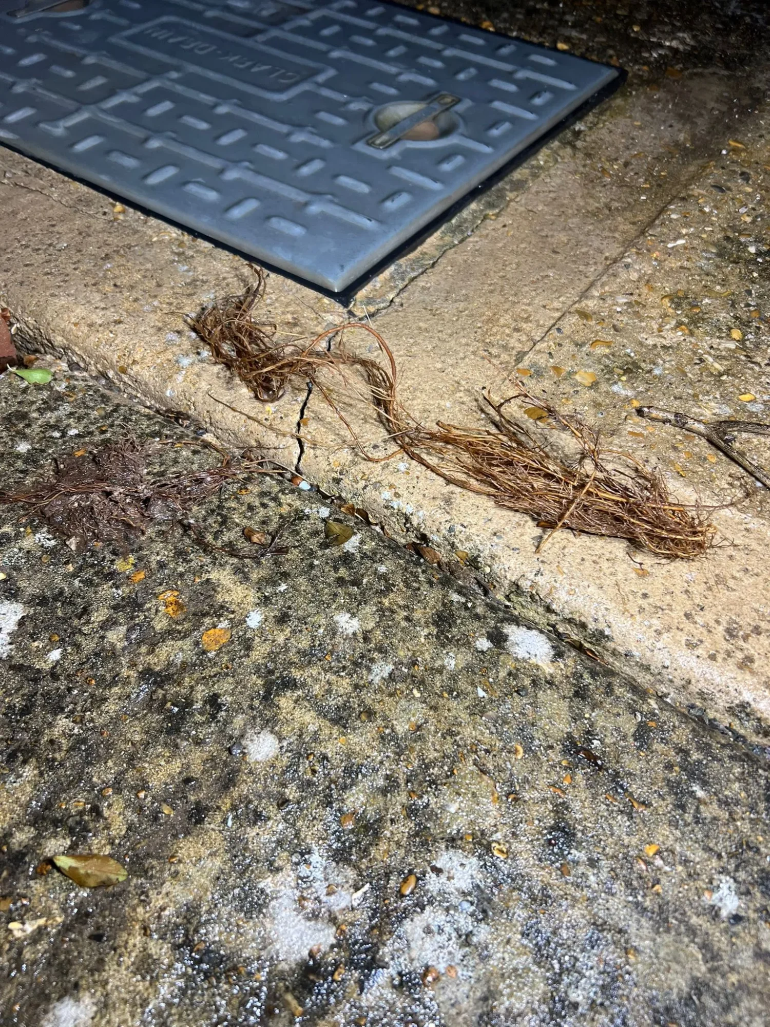 drain roots removed Rustington